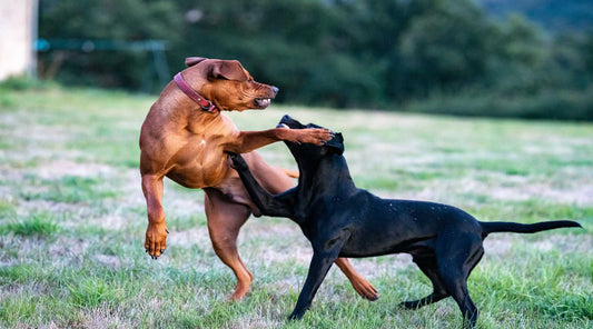 7 Potential Dog Park Risks