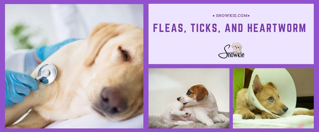 Snowkie.com images of sick dogs with title - Fleas, Ticks and Heartworms