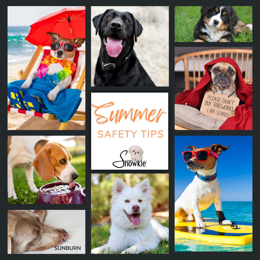 10 Essential Tips to Keep Your Dog Safe During the Summer